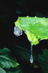 USOS  DE ALOE  VERA EN ODONTOLOGIA